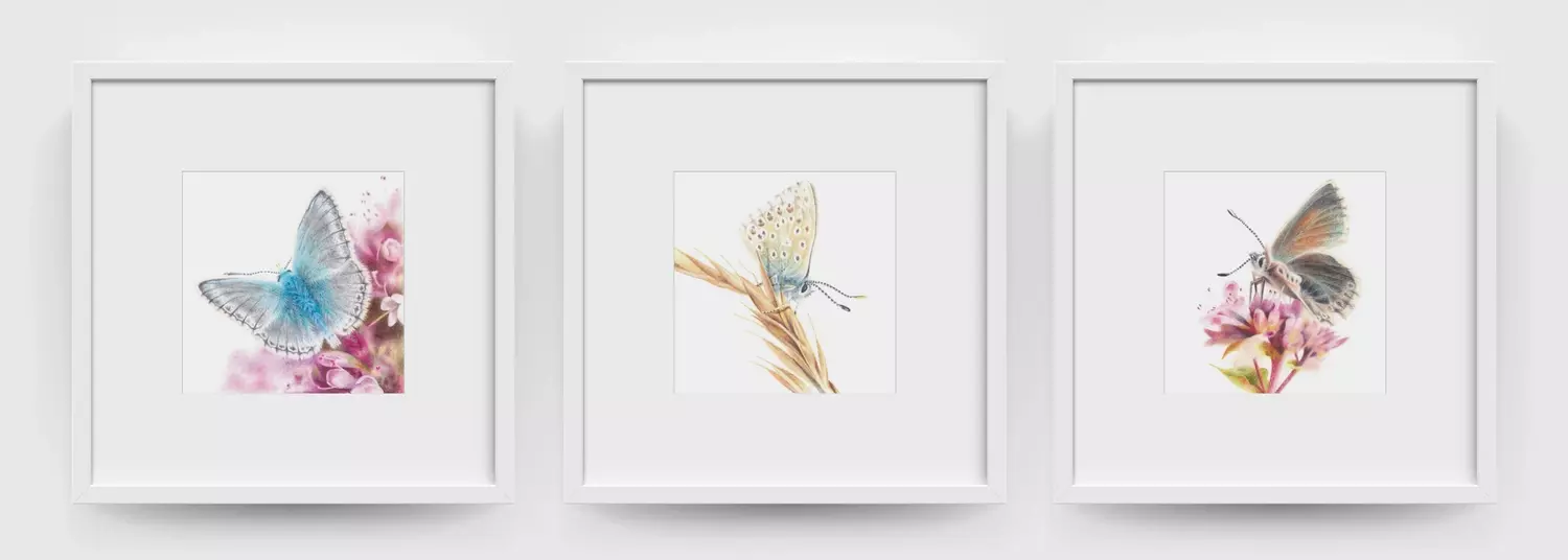 Chalk-Hill Blue Framed Picture